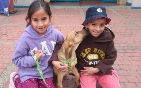 Última jornada de adopción de caninos y felinos del 2016 reflejó la transformación de Zoonosis durante el Gobierno Peñalosa.