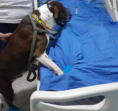 ‘Huellitas al final de la vida’, el programa que permite que pacientes críticos se despidan de sus animales de compañía