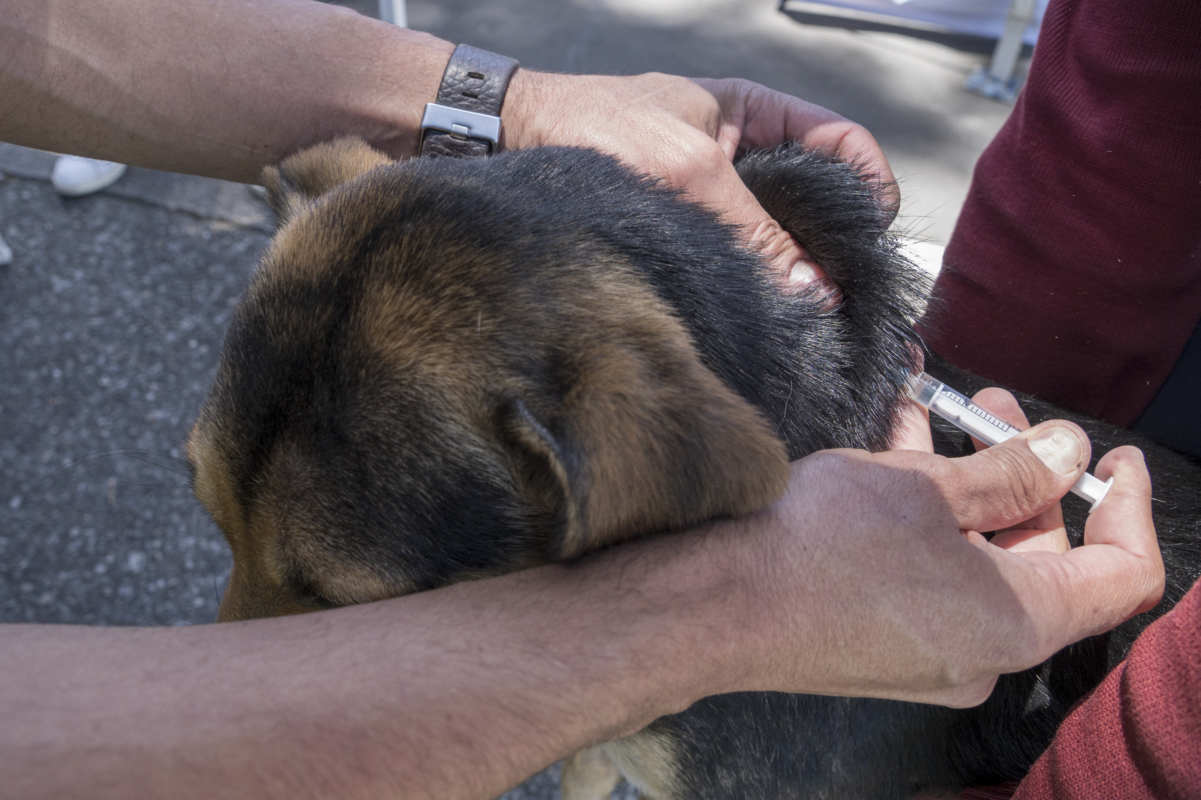 Bogotá prepara jornada gratuita contra la rabia para perros y gatos