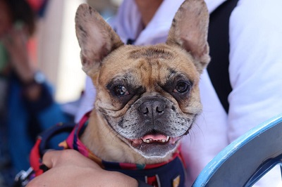 ¿Qué hacer ante lesiones producidas por perros o gatos?