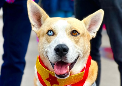 Vacunación antirrábica gratuita para perros y gatos durante Expopet Colombia 2025