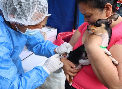 ¡En Bogotá protegemos a perros y gatos! Secretaría de Salud realiza Jornada de vacunación contra la rabia